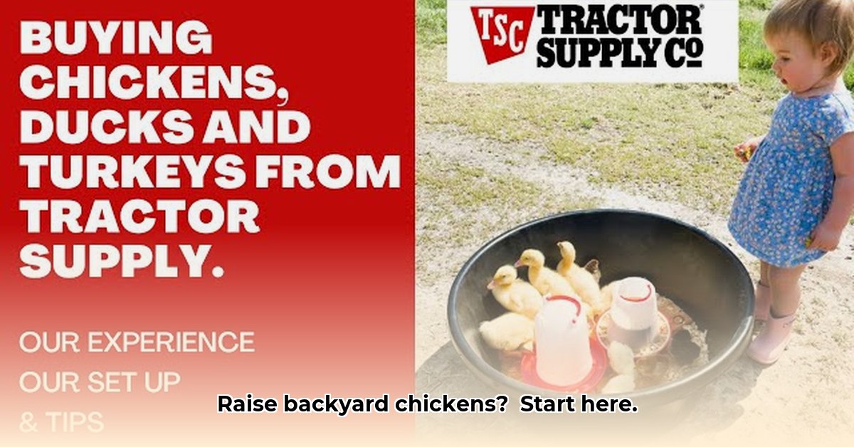 buying-chickens-from-tractor-supply